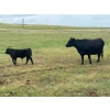 Image 16 : Jamieson Ranch - 550# November Delivery Steer Calves - 95 Head (Cabri, SK)