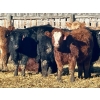 Image 9 : Schunicht Farms - 800# March Delivery Heifers - 220 Head (Strathmore, AB)