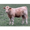 Image 3 : Holst Farms Ltd. - 570# October Delivery Heifer Calves - 30 Head (Hays, AB)