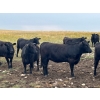 Image 8 : Boggy Springs Ranch - 970# September Grass Heifers - 100 Head (Maple Creek, SK)
