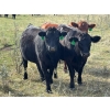 Image 2 : JR Cattle Company Ltd. - 26 Black Angus X April/May Calving Bred Heifers (Fort Macleod, AB)