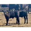 Image 7 : Schunicht Farms - 700# Dec/Jan Delivery Weaned Steers - 80 Head (Strathmore, AB)
