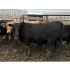 Image 3 : Birch Island Land & Cattle - 1050# June/July Delivery Steers - 114 Head (Rhein, SK)