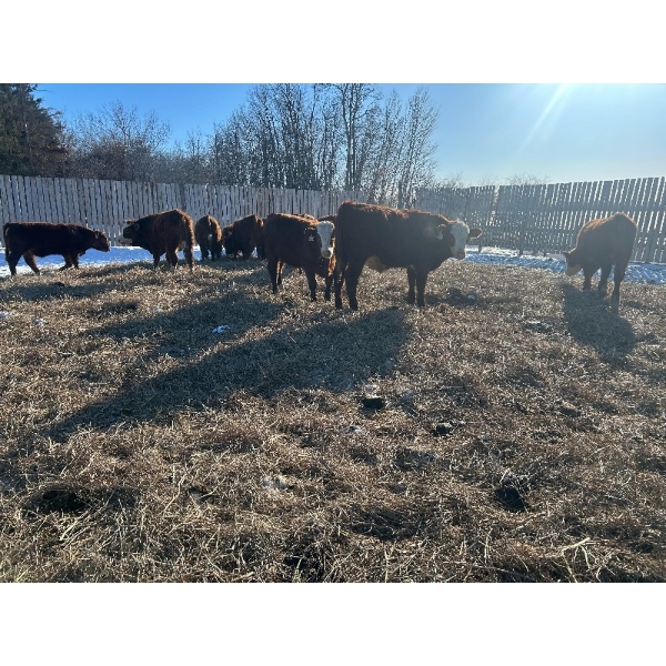 Chris Bartel - 890# March Delivery Steers - 68 Head (Fort Vermilion, AB)