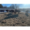 Image 1 : Chris Bartel - 890# March Delivery Steers - 68 Head (Fort Vermilion, AB)