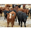 Image 2 : Ugly Head Feeders - 840# April Delivery Steers - 75 Head (Killam, AB)