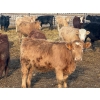 Image 8 : Nathan Allers - 800# March Delivery Heifers - 230 Head (Daysland, AB)