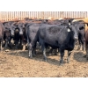 Image 3 : Birch Island Land & Cattle - 1125# July Delivery Steers - 54 Head (Rhein, SK)