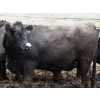 Image 5 : Dan Ponjavic - 900# September Delivery Heifers - 106 Head (Lethbridge, AB)