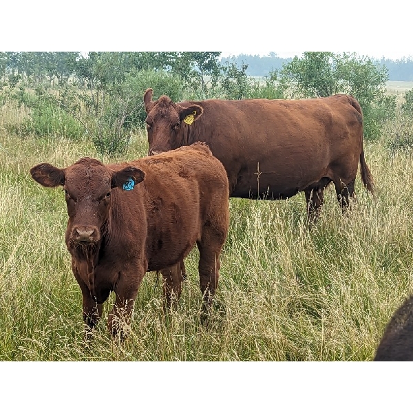 Matthew & Allisa Spruyt - 600# Steer Calves - 80+ Head (Tofield, AB)