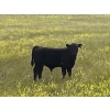 Image 2 : Ed Curry Ranching Ltd. - 570# November Delivery Steer Calves - 180 Head (Big Stone, AB)
