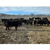 Image 5 : South Island Farms - 860# February Delivery Steers - 300 Head (Bow Island, AB)