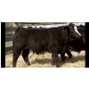 Image 6 : Pozko Cattle Company Ltd. - 700# October Delivery Steer Calves - 8 Head (Creston, BC)