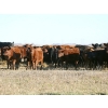 Image 3 : Poirier Prairie Ag. Ventures - 525# November Delivery Steer Calves - 110 Head (Redvers, SK)