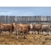 Image 2 : Franklin Cattle Co. - 650# December Weaned Heifers - 180 Head (Marwayne, AB)