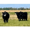 Image 4 : Graydon Garner - 950# September Delivery Grass Heifers - 35 Head (Strathmore, AB)