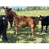 Image 6 : B & B Livestock - 550# Steer Calves - 70 Head (Spruce View, AB)