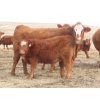 Image 5 : Sybouts Lake Farms Ltd. - 525# March Delivery Heifers - 85 Head (Gladmar, SK)