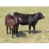 Image 6 : Blooming Enterprises Ltd. - 565# October Delivery Heifer Calves - 65 Head (Gladmar, SK)