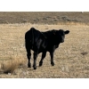 Image 4 : Wayne Rathe - 575# October Delivery Steer Calves - 85 Head (Medicine Hat, AB)