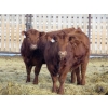 Image 2 : Resch Ranch - 920# March Delivery Steers - 108 Head (Leader, SK) VBP+