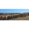Image 2 : Last Chance Ranch - 630# October Delivery Steer Calves - 100 Head (Piapot, SK)