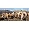 Image 4 : Amber Mountain Farms - 650# May Delivery Heifers - 57 Head (Vauxhall, AB)