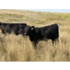 Image 11 : Rommens Farm Ltd. - 525# October Delivery Heifer Calves - 80 Head (Brooks, AB)