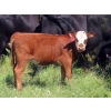 Image 8 : Calvin Rydzik - 525# November Delivery Heifer Calves - 110 Head (Glenavon, SK)