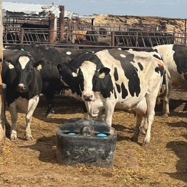 Idaho Dairies/Ranches - 30 Mixed (Burley, ID)