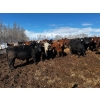 Image 2 : Chris Bartel - 1025# May Delivery Steers - 60 Head (Fort Vermilion, AB)