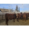 Image 2 : Gemstone Cattle Company - 8 RBF Heifers (Pen 325 - 327) 969# avg