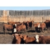 Image 3 : Glenn Peterson - 1075# September Delivery Grass Steers - 58 Head (Marwayne, AB)