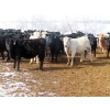 Image 8 : Marsh Ranches Ltd. - 875# October Delivery Grass Heifers - 70 Head (Southey, SK) VBP+