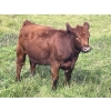Image 13 : John Bland - 975# September Delivery Grass Heifers - 120 Head (Rimbey, AB)