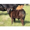 Image 3 : Douglass Bros. Ranching - 625# November Delivery Steer Calves - 100 Head (Gem, AB)