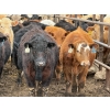 Image 3 : JG Larson Livestock (V-V) - 725# April Delivery Steers - 62 Head (Jenner, AB) VBP+