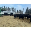 Image 6 : Joe & Donald Bouchard - 730# December Delivery Steer Calves - 81 Head (Fisher Branch, MB)