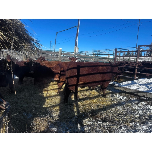 Crooked Creek Ranch - 12 Second Calvers (Pen 505)