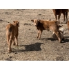Image 10 : Bar 33 Ranch - 600# October Delivery Heifer Calves - 105 Head (Strathmore, AB)