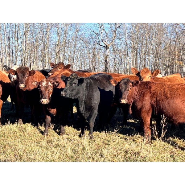 Larnie's Bar 3K Ranch - 870# Oct/Nov Grass Heifers - 74 Head (Onoway, AB)