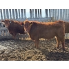 Image 5 : Pedersen Farms - 950# March Delivery Steers - 33 Head (Scandia, AB)