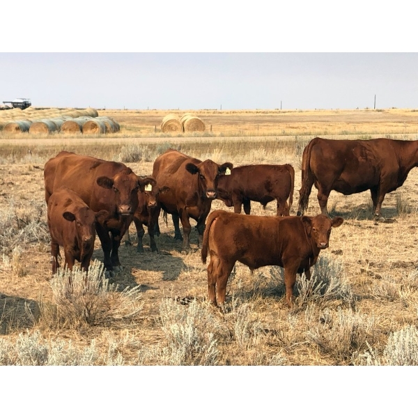 J-J Ranching - 525# October Delivery Steer Calves - 110 Head (Picture Butte, AB)