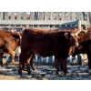 Image 6 : Four Forty Farms - 930# January Delivery Steers - 67 Head (Eckville, AB)