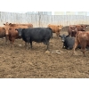 Image 2 : Cunningham Cattle Co. - 1700# June Delivery Fed Cows - 36 Head (Sundre, AB)
