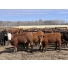 Image 2 : Jason Szymanek - 750# May Delivery Heifers - 70 Head (Stauffer, AB)