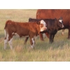 Image 9 : Storle Farms Ltd. - 570# October Delivery Heifer Calves - 45 Head (Lake Alma, SK)