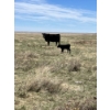 Image 4 : R & W Cattle Co. Ltd. - 550# November Delivery Steer Calves - 110 Head (Carolside, AB)