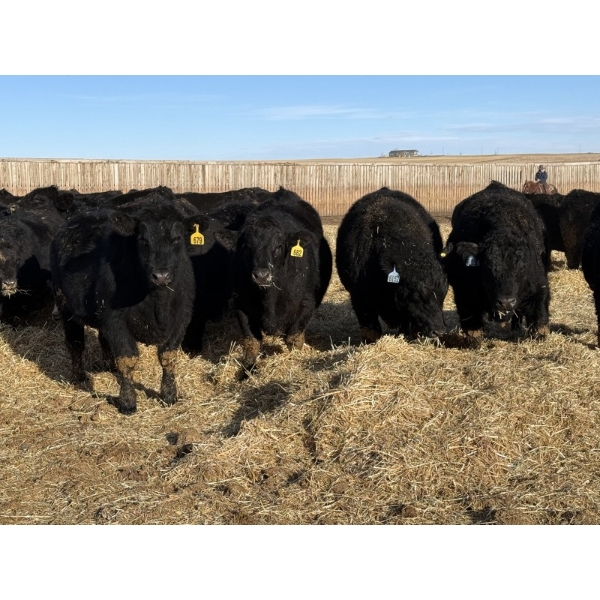 Hegedys Ranching - 1030# January Delivery Steers - 62 Head (Acme, AB)