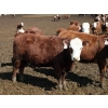 Image 7 : McIntyre Ranch - 750# May Delivery Heifers - 125 Head (Raymond, AB)